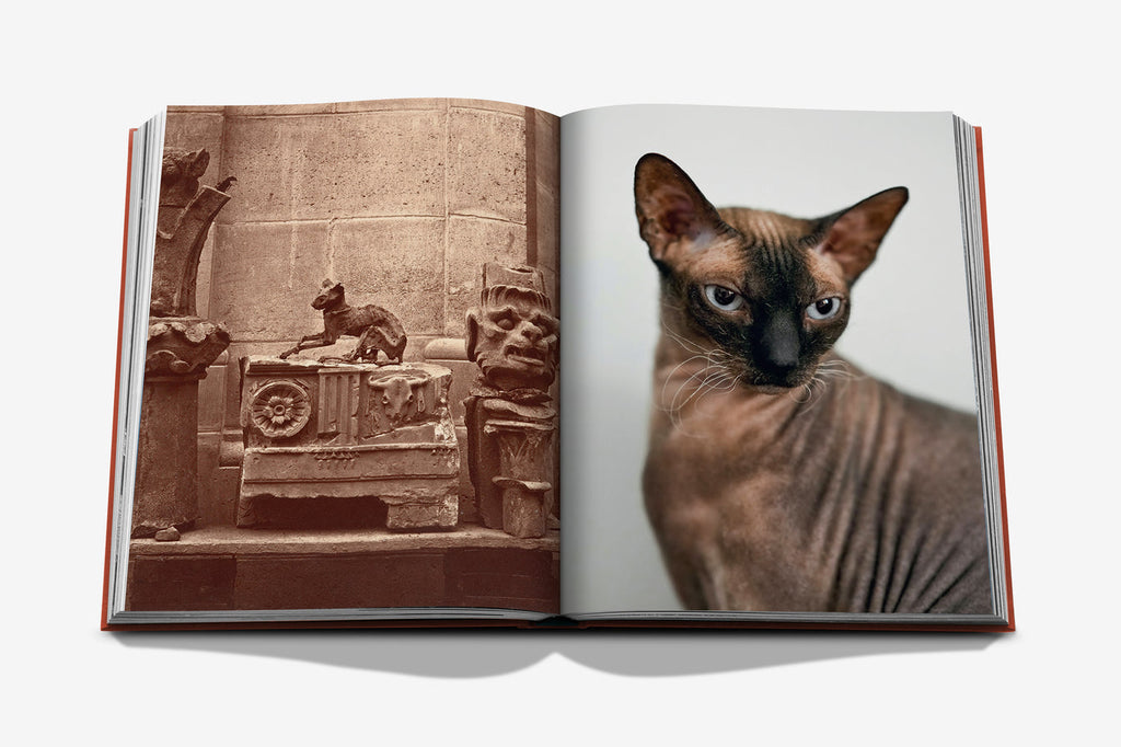 CHIC CATS