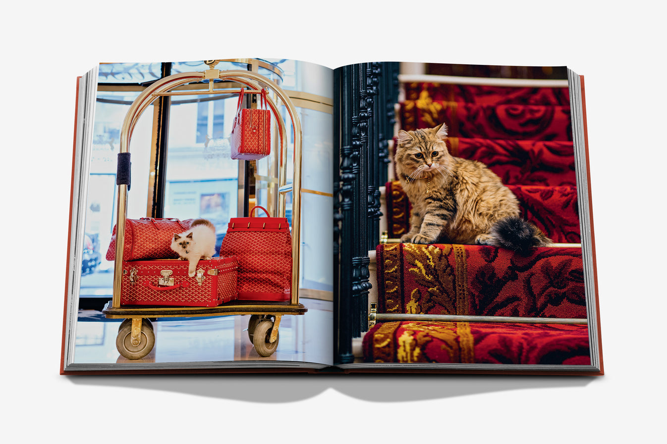 CHIC CATS